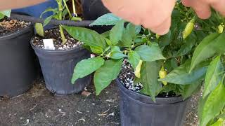 Habanada Pepper Plant is a tasty and productive dwarf perennial without all the capsaicin [upl. by Yoo]