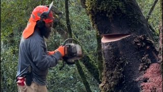 Dropping a leaning tree for firewood in the forest [upl. by Lubeck459]