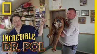 Bloodhounds vs Porcupine  The Incredible Dr Pol [upl. by Aehtorod414]