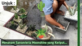 Unjuk  Menanam Tanaman Sansevieria Moonshine Keriput [upl. by Ytsirc498]