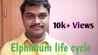 Elphidium life cycleDegree zoologyఎల్ఫిడియం జీవిత చక్రం [upl. by Tova]