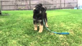 German Shepherd Puppy Barking [upl. by Anekahs]