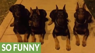 Unbelievably obedient Dobermans demonstrate vast array of skills [upl. by Assira]