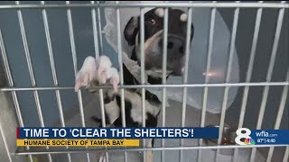 Annual Clear the Shelters campaign kicks off at Humane Society of Tampa Bay [upl. by Sitoiyanap337]