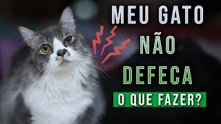 O que fazer quando o GATO não consegue DEFECAR [upl. by Otsedom686]