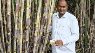 KARYON ORGANIC TECHNOLOGY ऊस पिकासाठी स्लरी बनवताना जैविक शेती मार्गदर्शन समाधान भिलारे 9552448063 [upl. by Nylarej131]