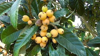 The Loquat Tree and Fruit [upl. by Areyk520]