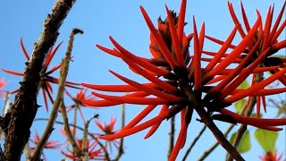 An exotic tree Erythrina Speciosa [upl. by Enyahc]