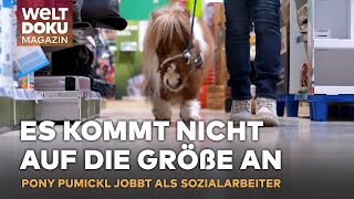 THERAPIEPONY PUMUCKL Kleiner Held große Wirkung Ein Winzling auf großer Mission  WELT Magazin [upl. by Denise]