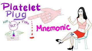 Primary Hemostasis  Platelet Plug amp Blood Clot Mnemonic [upl. by Greenfield]