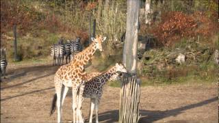 Burgers Zoo  Burgers Safari  Burgers Dierenpark Arnhem [upl. by Porush]