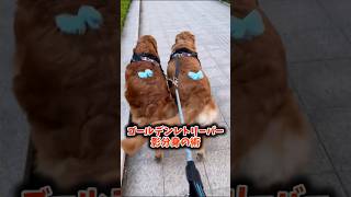 ゴールデンレトリーバーさん動画見てニヤけたら勝ちwww イヌ ゴールデンレトリーバー 動物 [upl. by Avelin501]