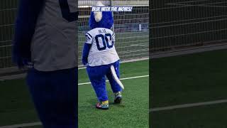 Colts mascot BLUE with the moves [upl. by Martynne]