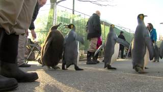 Penguin Parade with Chick  Cincinnati Zoo [upl. by Ljoka835]