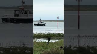 Off Out To Sea  Laugharne wales cymru sea estuary nature water birds [upl. by Linehan844]