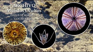 ARCHIVO  Mundos Ocultos  Erizos de mar de Lima biologia seaurchins MarPeruano peru [upl. by Ybba]