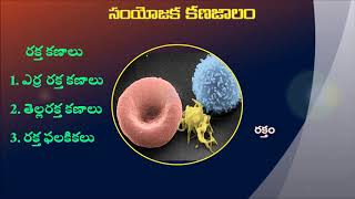 9th Class connective tissues in Telugu [upl. by Anh]