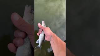 Walleye fishing rivers fishing freshwaterfish fishingvideo walleyefishing walleye walleyes [upl. by Dallon]