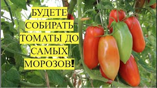 СДЕЛАЙТЕ ЭТО И БУДЕТЕ ЕСТЬ ТОМАТЫ С КУСТА ДО САМЫХ МОРОЗОВ [upl. by Johst770]