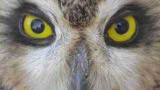 Separating Shorteared and Longeared Owls [upl. by Odlamur]