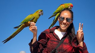 Red Fronted Macaw Free Flight The Smallest of the Big Macaws  Shanice  Kona [upl. by Jamison644]