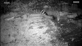 Badger in my garden [upl. by Bevers165]