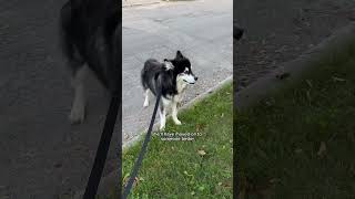 my husky is very stubborn Team Ellie or Levi husky huskies [upl. by Bocock]