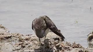 Common Sandpiper [upl. by Terti]