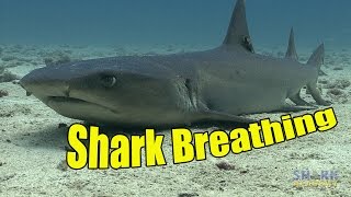 How Do Sharks Breathe  SHARK ACADEMY [upl. by Llehsad6]