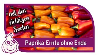 So geht PaprikaAnbau – Paprika Wahnsinn im Oktober [upl. by Oakie]