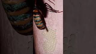 Macro insects shortsfeed insects tarracegarden trending [upl. by Toney398]