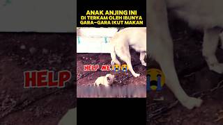 aku ingin ikut makan bersama ibu 😭😭 shorts video animals cat [upl. by Idolem]