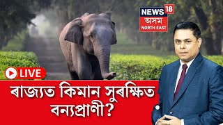 LIVE  NEWS18 বিশেষ  ৰাজ্যত কিমান সুৰক্ষিত বন্যপ্ৰাণী ৰে’লৰ খুন্দাত মৃত্যু হয় বন্যহস্তীৰ [upl. by Adnalahs]