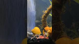 BLOODWORM FEAST TIMELAPSE fishkeeping aquarium mysterysnail [upl. by Einoj939]