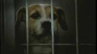 Saddest dog commercial ever  Pedigree adoption drive [upl. by Hoffert]