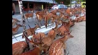 2014 Summer Horde of deer occupying the road at Nara  2014年夏バージョン！奈良公園の鹿、道路を占領して夕涼み [upl. by Warrenne]