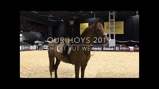 HOYS 2019 Getting ready for the Cuddy Working Hunter but cut short [upl. by Rodolphe658]