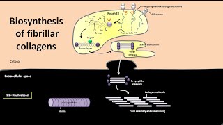 Biosynthesis of fibrillar collagens [upl. by Ariajaj495]