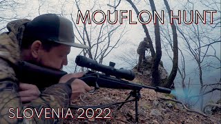 Mouflon Hunt  Muffeljagd  Caccia Muflone  Chasse  Polowanie Muflony  Mouflonjakt Slovenia 2022 [upl. by Gaby]