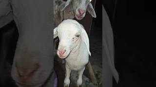 Goat video 🥰 shorts goat sheep animals babygoats [upl. by Aivekahs]