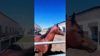 Best wild horses Mare revolutionising young foals future stallions Horses 01 [upl. by Haram]