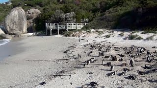 SUDAFRICA  BOULDERS BEACH [upl. by Smallman408]