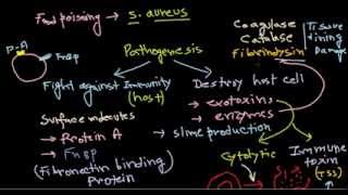 Staphylococcus pathogenesis [upl. by Aridan]