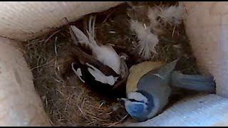 BIG FIGHT Flycatcher VS Blue Tit [upl. by Lucilla]