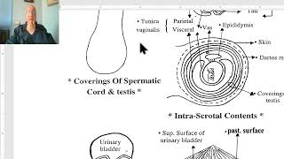 Anatomy of male genital system in Arabic 2023 Spermatic cord by Dr Wahdan [upl. by Abil]