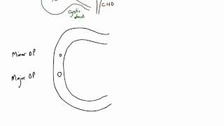 Extrahepatic biliary apparatus [upl. by Eada]