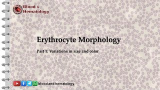 Erythrocyte morphology  part 1 size and color variations [upl. by Minne]