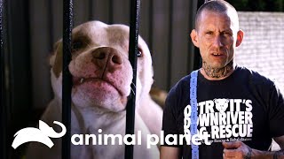 ¡Un refugio en una casa en Detroit  Pit bulls y convictos  Animal Planet [upl. by Firmin]