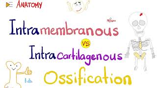 Intramembranous vs Intracartilagenous Ossification 🦴  Anatomy Series [upl. by Moriah]