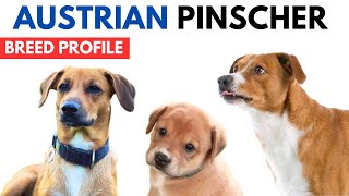 Austrian Pinscher Breed Profile History  Price  Traits  Austrian Pinscher Dog Grooming Needs [upl. by Ailahtan]